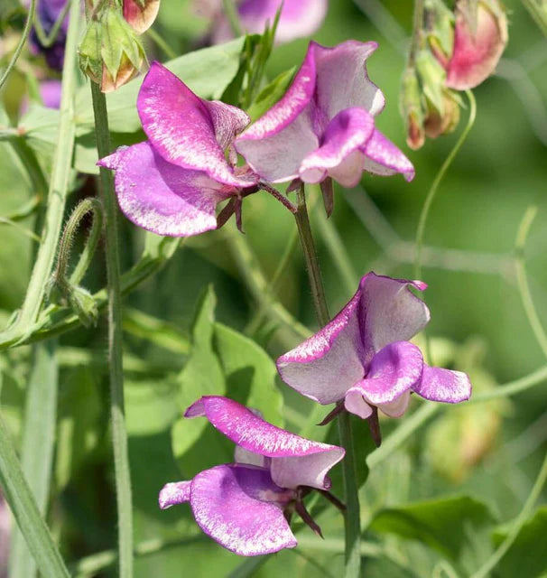Butterfly Blend Sweet Pea Seeds online shopping