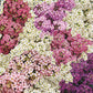 Sweet Bliss Alyssum Blend Seeds online shopping