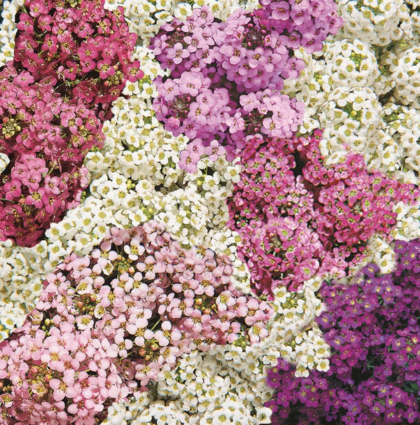 Sweet Bliss Alyssum Blend Seeds online shopping