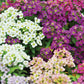 Sweet Bliss Alyssum Blend Seeds online shopping