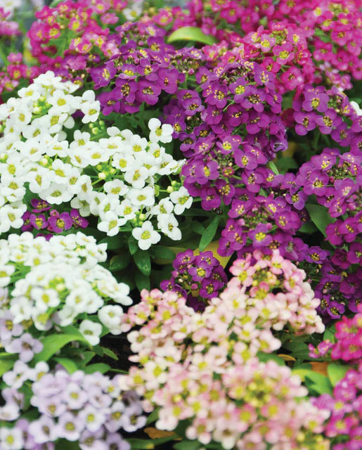 Sweet Bliss Alyssum Blend Seeds online shopping