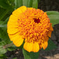 Orange Cupcake Zinnia Seeds online shopping