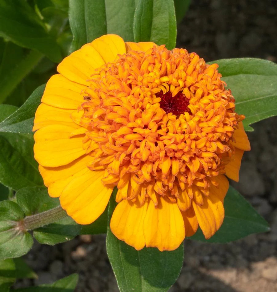 Orange Cupcake Zinnia Seeds online shopping