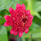 Sanguinea Cupcake Zinnia Seeds online shopping
