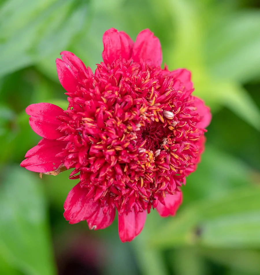 Sanguinea Cupcake Zinnia Seeds online shopping