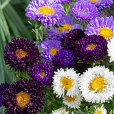 The Blues Mix China Asters Seeds online shopping