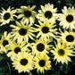Italian White Sunflower Seeds online shopping