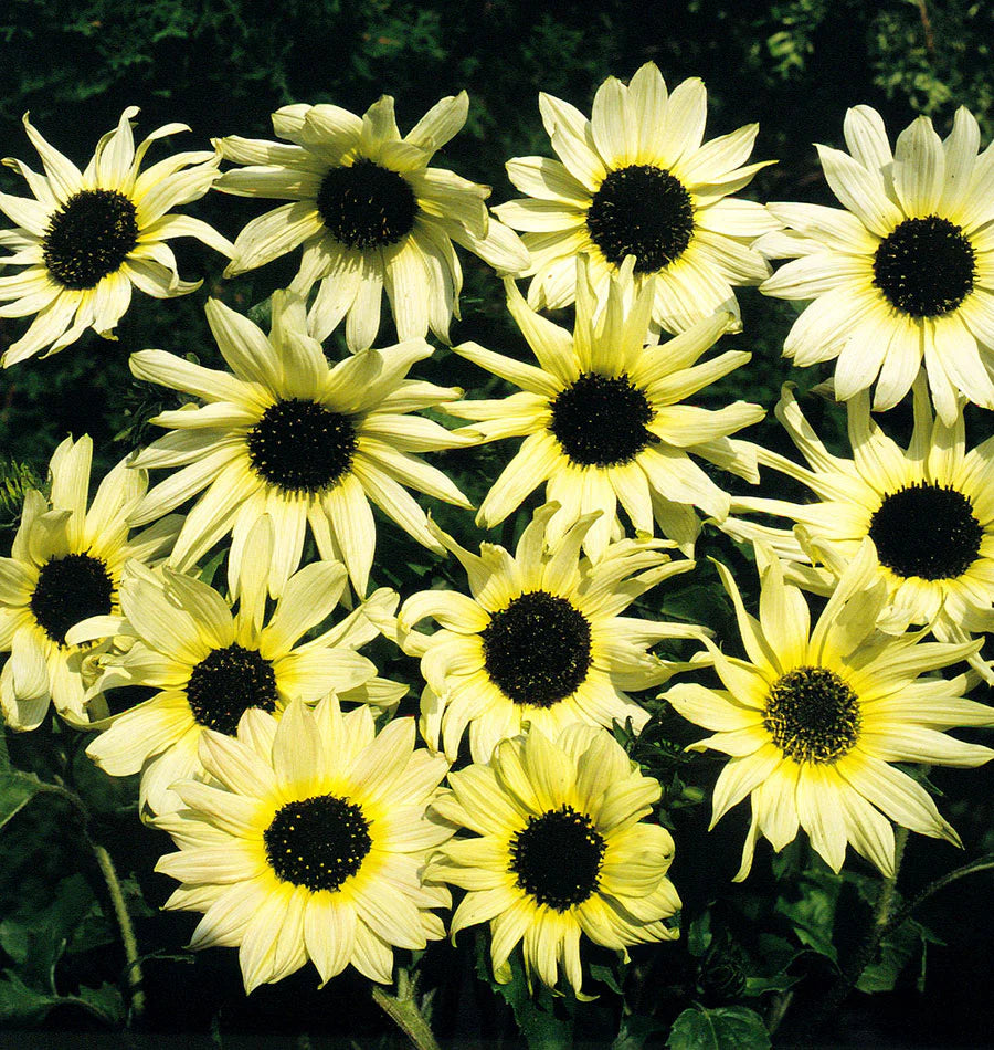 Italian White Sunflower Seeds online shopping