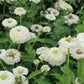 Oklahoma Ivory Zinnia Seeds online shopping