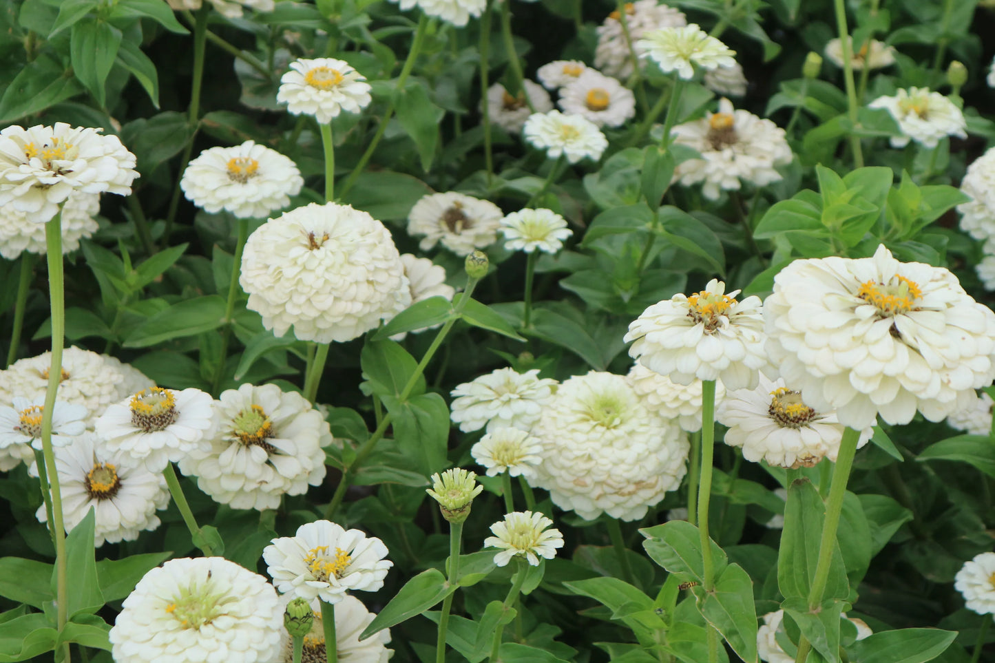 Oklahoma Ivory Zinnia Seeds online shopping