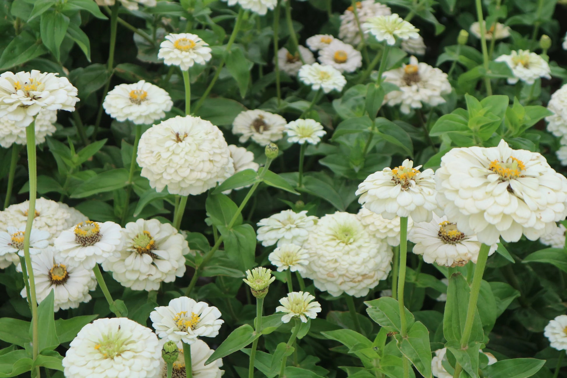 Oklahoma Ivory Zinnia Seeds online shopping