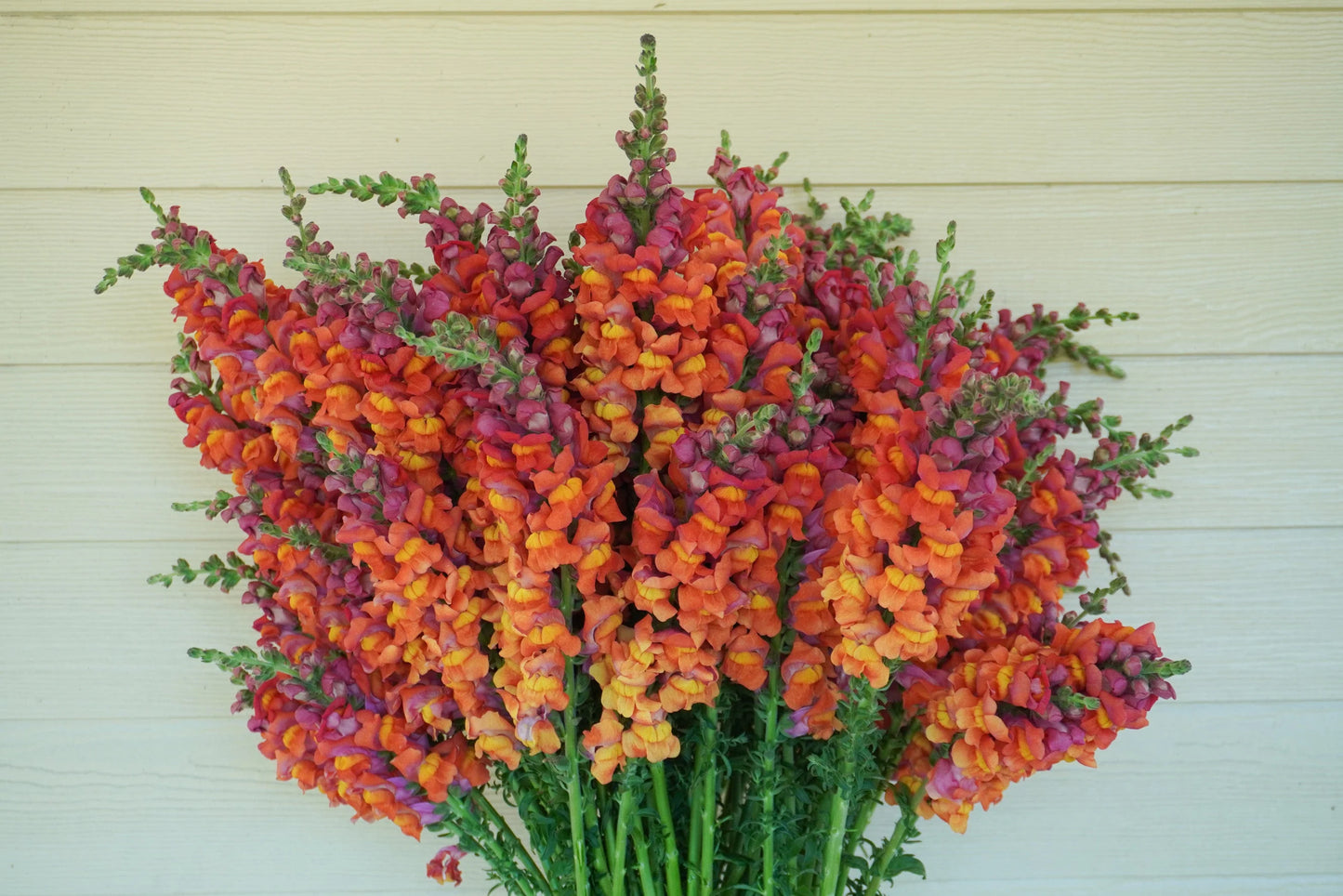 Potomac Dark Orange F1 Snapdragon Seeds online shopping