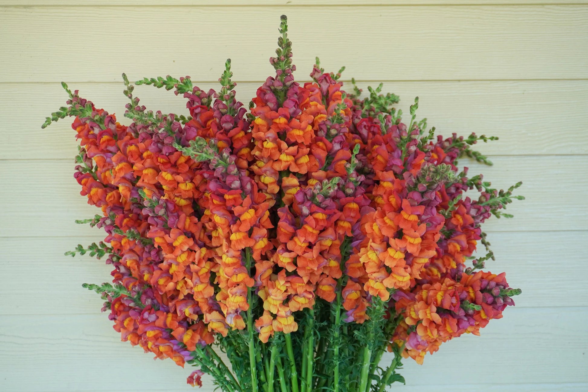 Potomac Dark Orange F1 Snapdragon Seeds online shopping