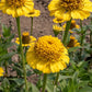 Lemon Cupcake Zinnia Seeds online shopping