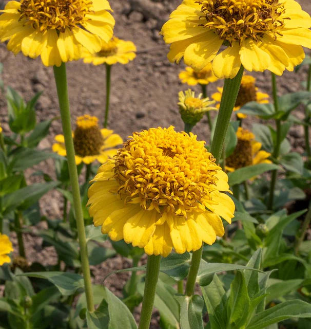 Lemon Cupcake Zinnia Seeds online shopping