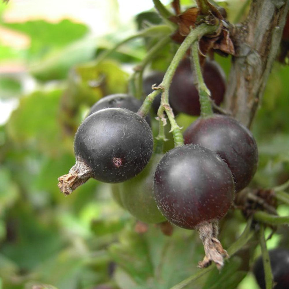 Ribes x Nidigrolaria Jostaberry Plant