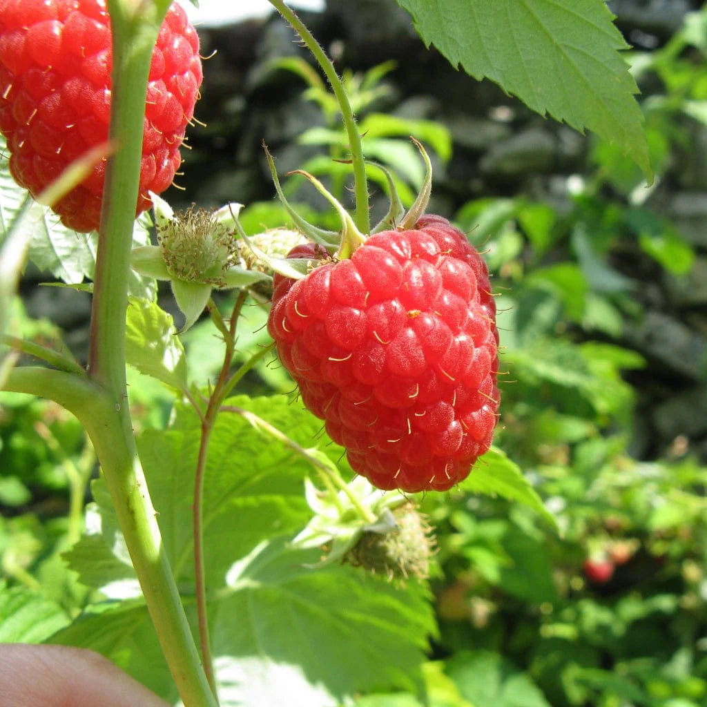 Rubus ‘Autumn Bliss’ Everbearing Raspberry