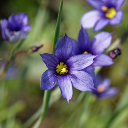 Western Blue-Eyed Grass (Sisyrinchium Bellum) Seeds online shopping