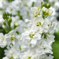 Katz White Stock Seeds online shopping