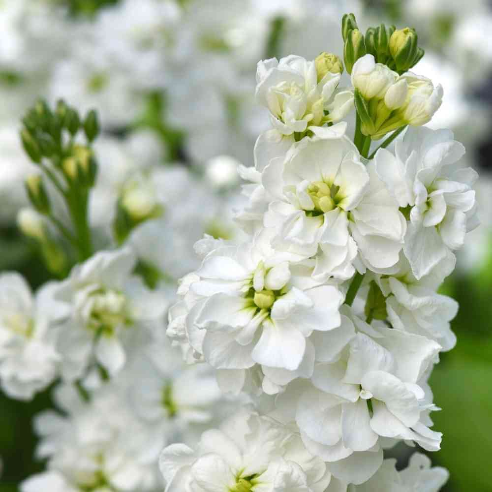 Katz White Stock Seeds online shopping