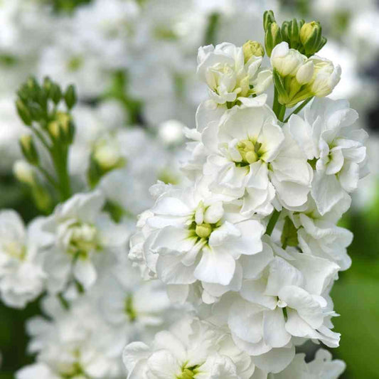 Katz White Stock Seeds online shopping