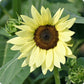 Lemon Queen Sunflower Seeds online shopping