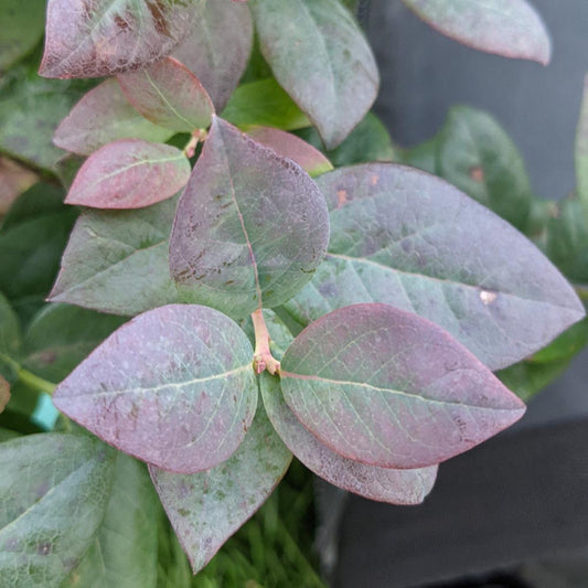 Vaccinium x ‘Pink Icing’ Blueberry Plant