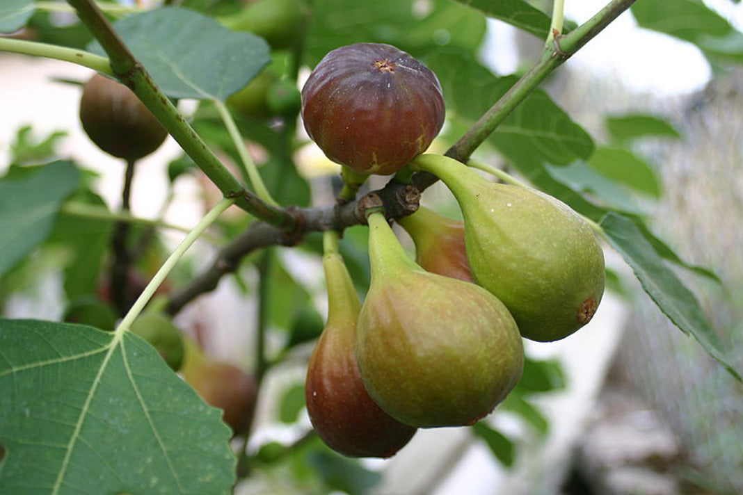 Fig Tree - Figuier