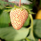 Flamingo Strawberry Plant