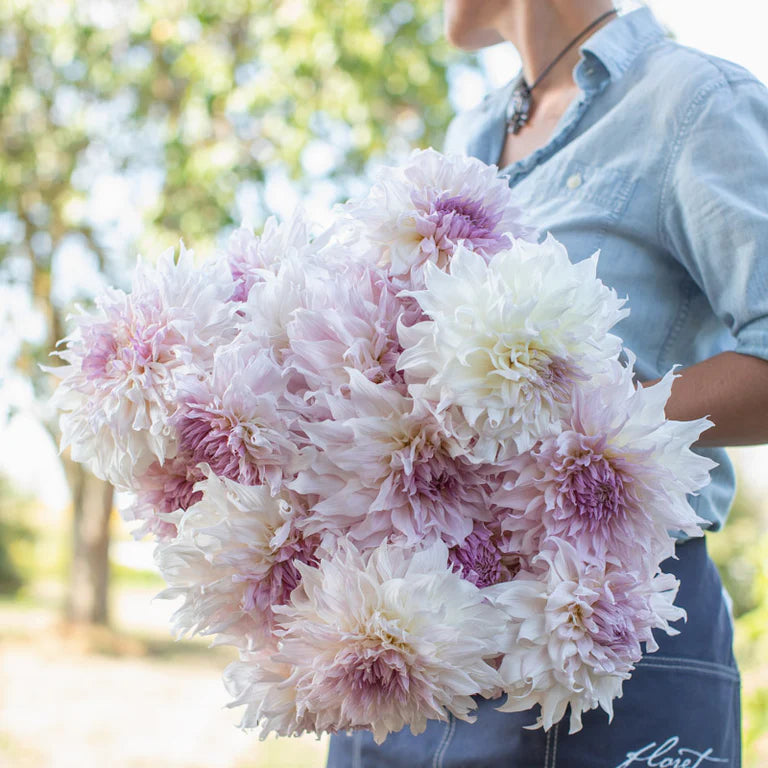 Shiloh Noelle Dahlia