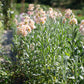 Katz Apricot Stock Seeds online shopping