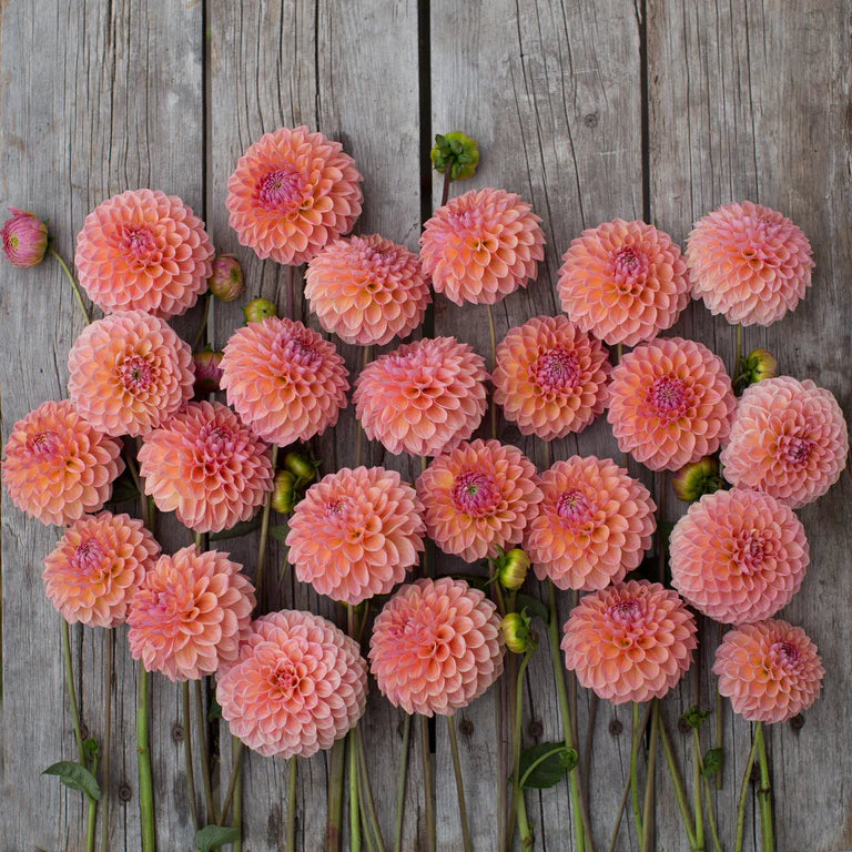 Linda’s Baby Dahlia