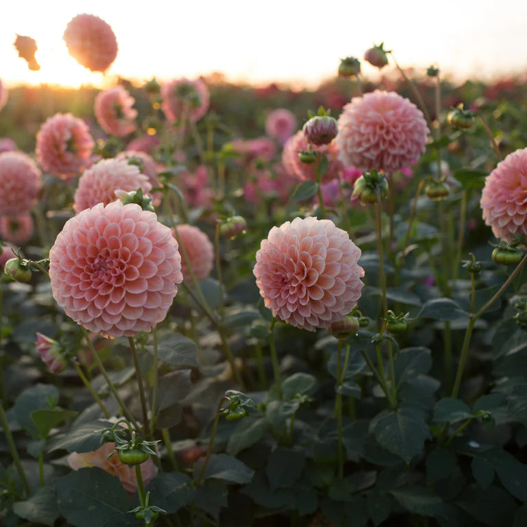 Linda’s Baby Dahlia