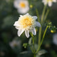 Platinum Blonde Dahlia