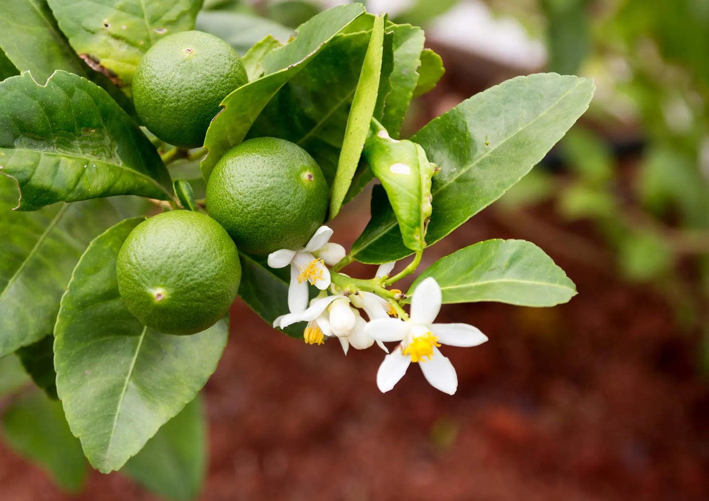 Citrus Trees - Arbres d'Agrumes