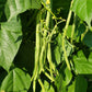Fortex Pole Bean Seeds online shopping