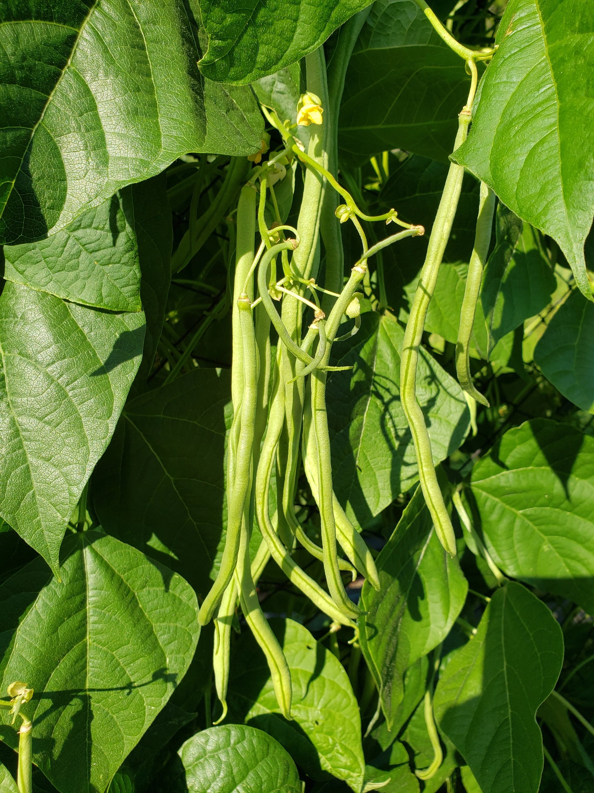 Fortex Pole Bean Seeds online shopping