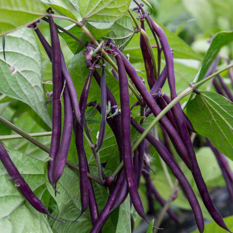 Carminat Bean Seeds online shopping