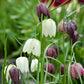 Meleagris Alba Fritillaria Bulbs
