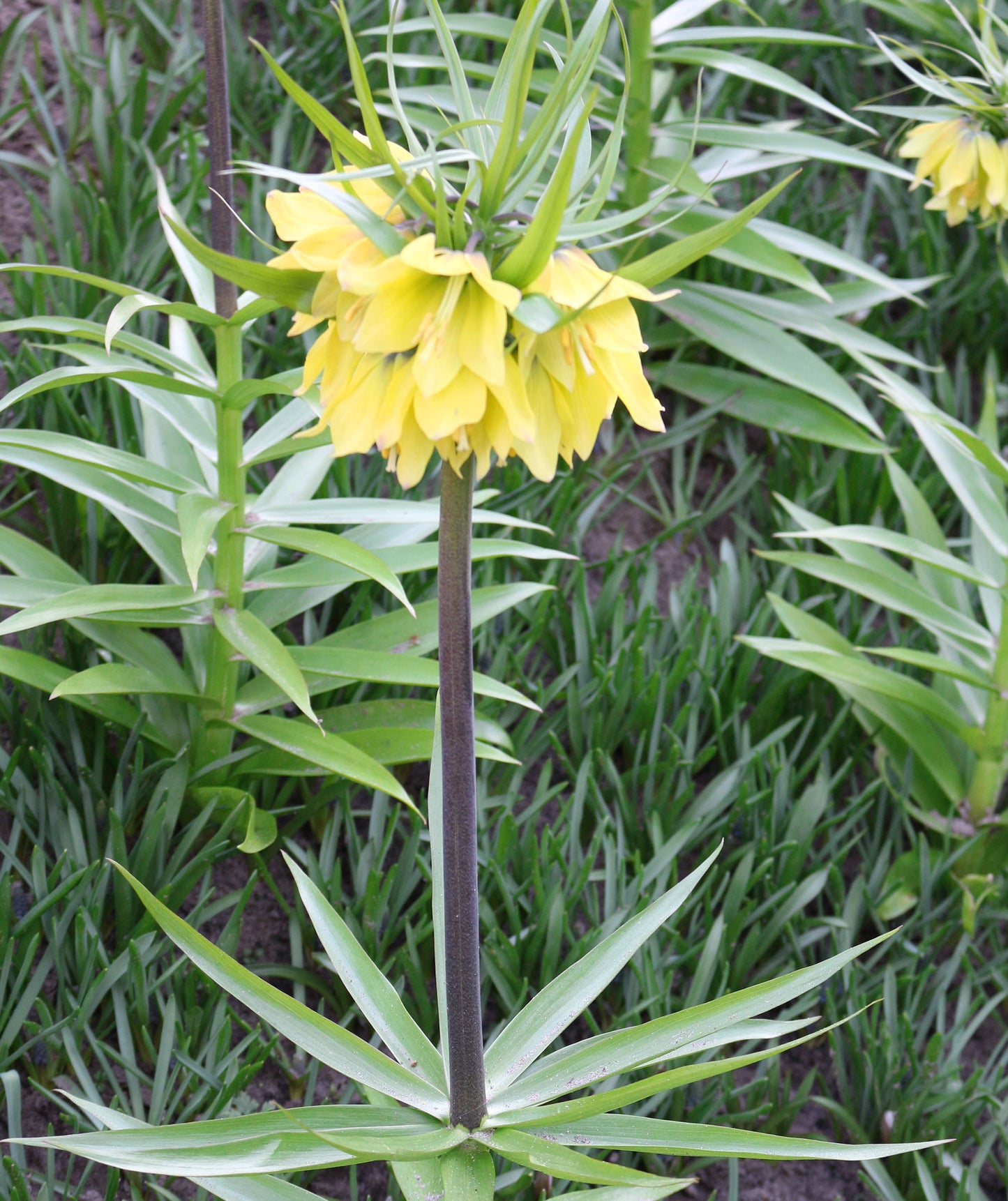 Early Fantasy Fritillaria Bulbs