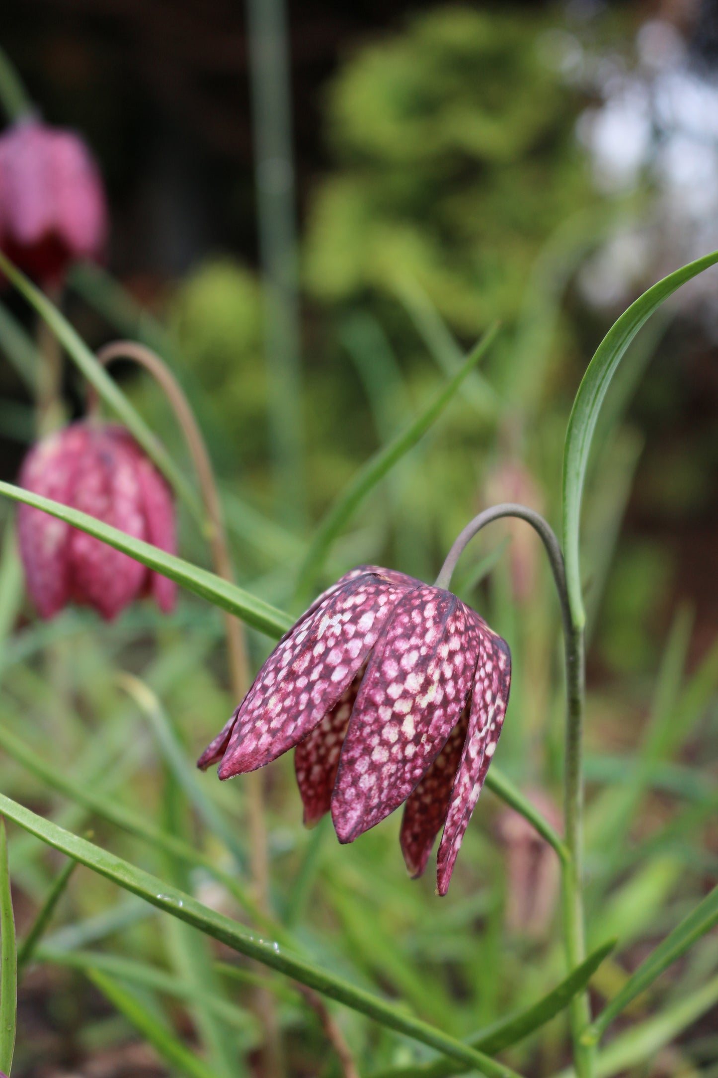 Meleagris Fritillaria Bulbs