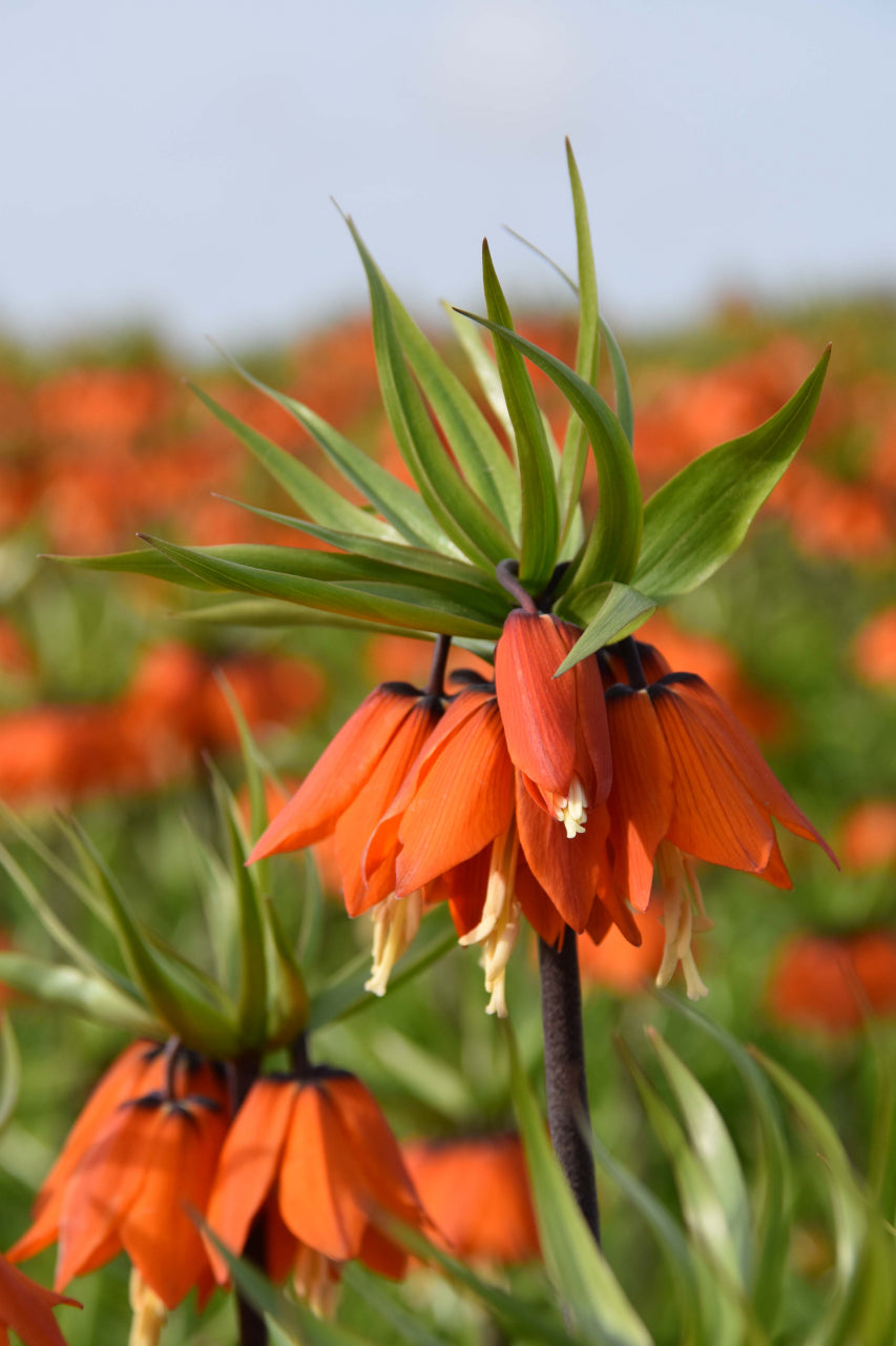 Orange Beauty Fritillaria Bulbs