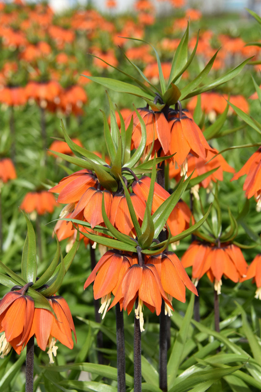 Orange Beauty Fritillaria Bulbs