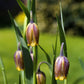 Uva Vulpis Fritillaria Bulbs