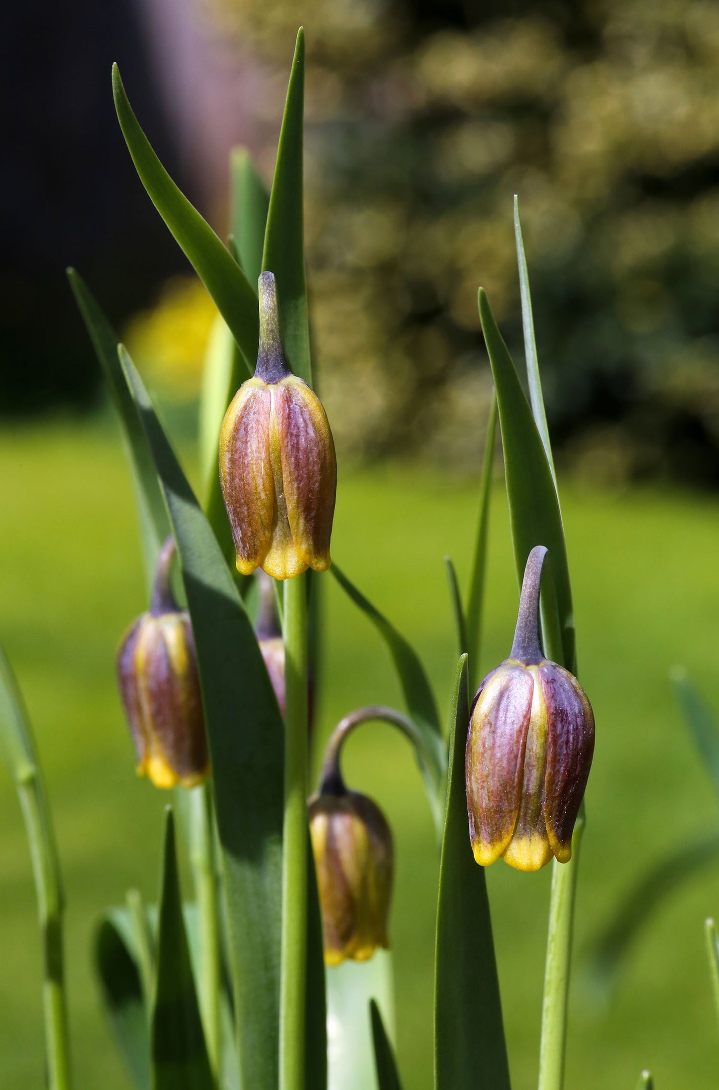 Uva Vulpis Fritillaria Bulbs