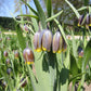 Uva Vulpis Fritillaria Bulbs