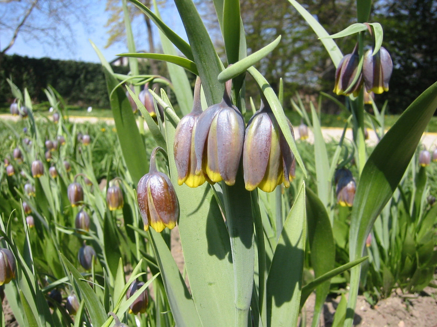 Uva Vulpis Fritillaria Bulbs