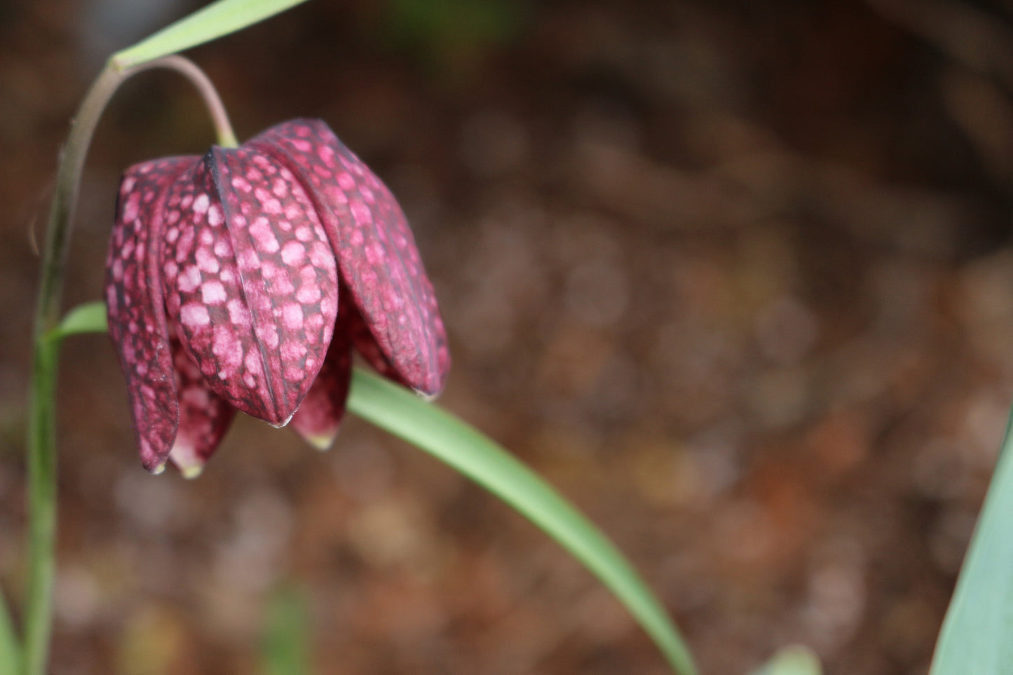 Meleagris Fritillaria Bulbs