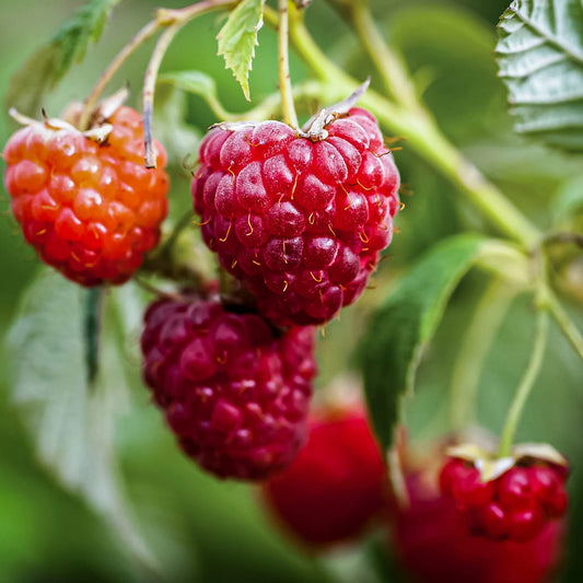 Rubus ‘Heritage’ Everbearing Raspberry