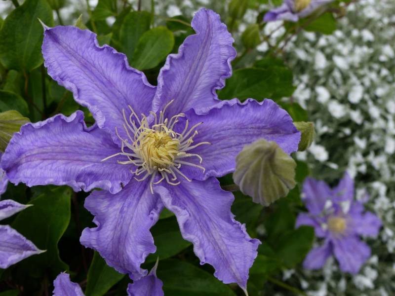 Frederyk Chopin Clematis Vine